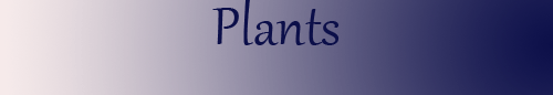 Plants